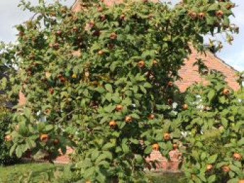 Mispel &#8218;Nottingham&#8216;, 100-150 cm, Mespilus germanica &#8218;Nottingham&#8216;, Containerware