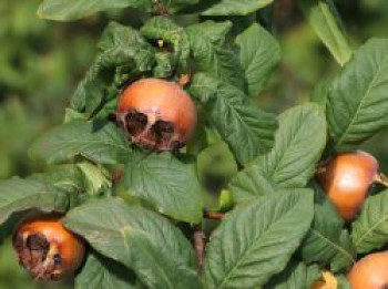 Mispel 'Westerveld', 80-100 cm, Mespilus germanica 'Westerveld', Containerware