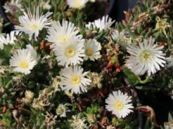 Mittagsblume 'Album', Delosperma congestum 'Album', Topfware