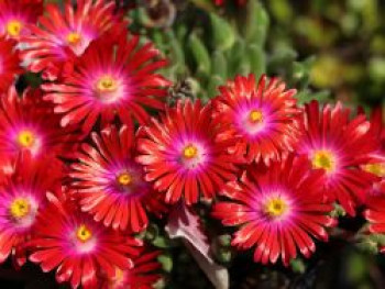 Mittagsblume &#8218;Jewel of Desert Garnet&#8216;, Delosperma cooperi &#8218;Jewel of Desert Garnet&#8216;, Topfware