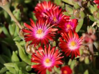 Mittagsblume &#8218;Red Mountain&#8216;, Delosperma dyeri &#8218;Red Mountain&#8216;, Topfware