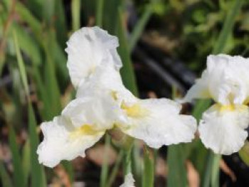 Mittelhohe Schwertlilie 'Avanelle', Iris x barbata-media 'Avanelle', Topfware