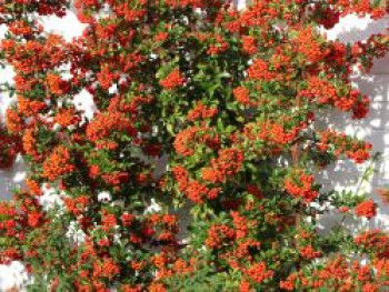 Mittelmeer-Feuerdorn 'Red Star' ®, 40-60 cm, Pyracantha coccinea 'Red Star' ®, Containerware