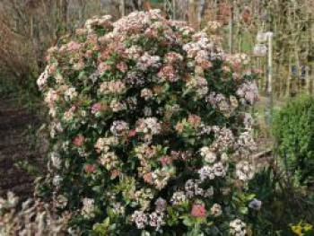 Mittelmeer Schneeball, 25-30 cm, Viburnum tinus, Containerware