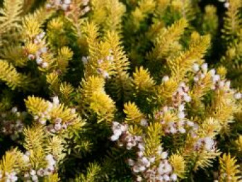 Cornwall-Heide 'Valerie Proudley', 10-15 cm, Erica vagans 'Valerie Proudley', Topfware