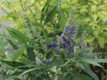 Mönchspfeffer 'Blue Puffball', 10-20 cm, Vitex agnus-castus 'Blue Puffball', Topfware