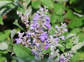 Mönchspfeffer 'Chicagoland Blues', 30-40 cm, Vitex agnus-castus 'Chicagoland Blues', Containerware