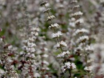 Mönchspfeffer / Keuschbaum 'Albus', 40-60 cm, Vitex agnus-castus var. latifolia alba 'Albus', Containerware