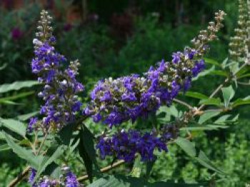 Mönchspfeffer / Keuschbaum First Editions ® 'Delta Blues', Vitex agnus-castus First Editions ® 'Delta Blues', Containerware