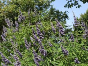 Mönchspfeffer / Keuschbaum, 30-40 cm, Vitex agnus-castus, Containerware