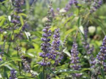 Mönchspfeffer / Keuschbaum, 40-60 cm, Vitex agnus-castus var. latifolia, Containerware