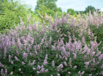 Mönchspfeffer / Keuschbaum &#8218;Pink Pinnacle&#8216;, Vitex agnus-castus &#8218;Pink Pinnacle&#8216;, Containerware