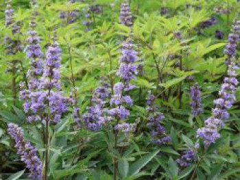 Mönchspfeffer / Keuschbaum Proven Winners ® &#8218;Blue Diddley&#8216;, 40-60 cm, Vitex agnus-castus Proven Winners ® &#8218;Blue Diddley&#8216;, Containerware