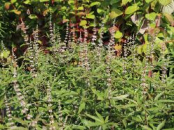 Mönchspfeffer &#8218;Santamaria&#8216;, Vitex agnus-castus &#8218;Santamaria&#8216;, Containerware