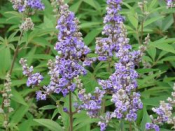 Mönchspfeffer 'Summertime Blues', Vitex agnus-castus 'Summertime Blues', Containerware