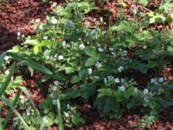 Monats-Erdbeere &#8218;Alexandria&#8216;, Fragaria vesca var. semperflorens &#8218;Alexandria&#8216;, Topfware