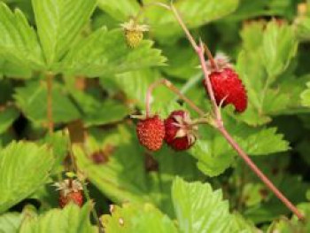 Monats-Erdbeere &#8218;Rügen&#8216;, Fragaria vesca var. semperflorens &#8218;Rügen&#8216;, Topfware