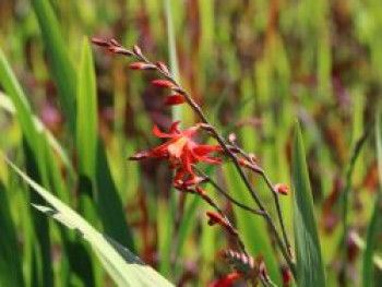 Montbretie 'Carmine Brilliant', Crocosmia x crocosmiiflora 'Carmine Brilliant', Containerware