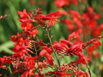 Montbretie &#8218;Emberglow&#8216;, Crocosmia x crocosmiiflora &#8218;Emberglow&#8216;, Topfware