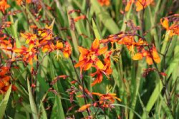 Montbretie 'Emily McKenzie', Crocosmia x crocosmiiflora 'Emily McKenzie', Containerware