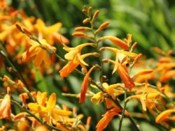 Montbretie &#8218;George Davidson&#8216;, Crocosmia x crocosmiiflora &#8218;George Davidson&#8216;, Topfware