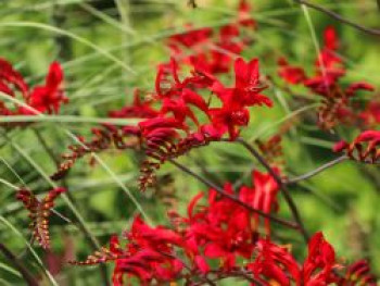 Montbretie &#8218;Hellfire&#8216;, Crocosmia x crocosmiiflora &#8218;Hellfire&#8216;, Topfware