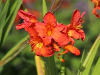 Montbretie &#8218;Limpopo&#8216;, Crocosmia x crocosmiiflora &#8218;Limpopo&#8216;, Topfware