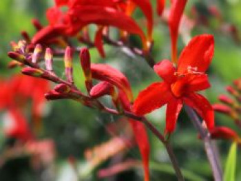 Montbretie 'Lucifer', Crocosmia x crocosmiiflora 'Lucifer', Containerware