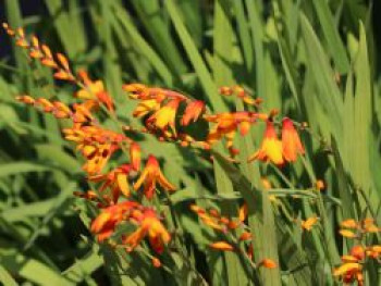 Montbretie &#8218;Meteor&#8216;, Crocosmia x crocosmiiflora &#8218;Meteor&#8216;, Topfware