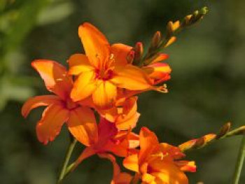 Montbretie &#8218;Okavango&#8216;, Crocosmia x crocosmiiflora &#8218;Okavango&#8216;, Topfware