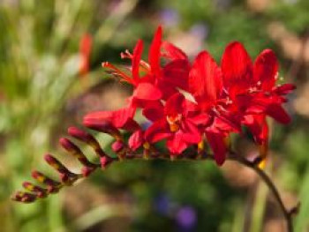 Montbretie &#8218;Red King&#8216;, Crocosmia x crocosmiiflora &#8218;Red King&#8216;, Topfware