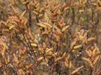 Moor-Gagelstrauch, 40-60 cm, Myrica gale, Containerware