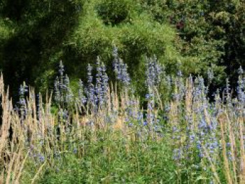 Moor-Salbei, Salvia uliginosa, Topfware