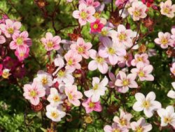 Moos-Steinbrech 'Carpet Pink', Saxifraga x arendsii 'Carpet Pink', Topfware