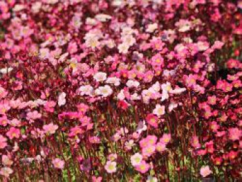 Moos Steinbrech &#8218;Peter Pan&#8216;, Saxifraga x arendsii &#8218;Peter Pan&#8216;, Topfware