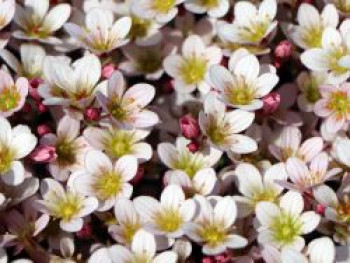 Moos-Steinbrech &#8218;Pixi Pan Appleblossom&#8216;, Saxifraga x arendsii &#8218;Pixi Pan Appleblossom&#8216;, Topfware