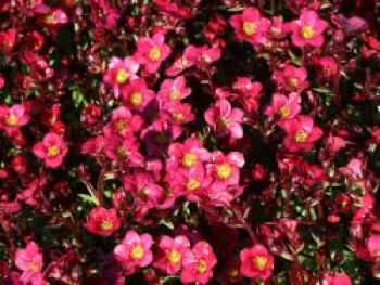 Moos-Steinbrech &#8218;Pixi Pan Red&#8216;, Saxifraga x arendsii &#8218;Pixi Pan Red&#8216;, Topfware