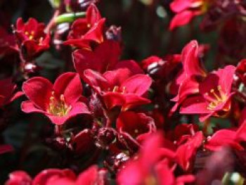 Moos-Steinbrech &#8218;Purpurmantel&#8216;, Saxifraga x arendsii &#8218;Purpurmantel&#8216;, Topfware