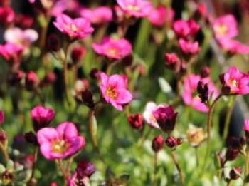 Moos Steinbrech &#8218;Rosenzwerg&#8216;, Saxifraga x arendsii &#8218;Rosenzwerg&#8216;, Topfware