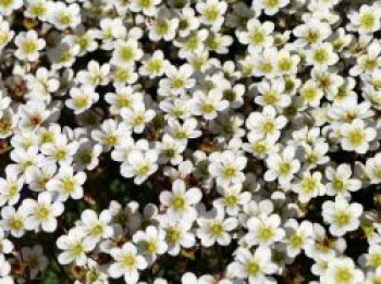 Moos-Steinbrech &#8218;White Pixie&#8216;, Saxifraga x arendsii &#8218;White Pixie&#8216;, Topfware