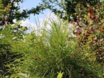 Morgenländischer Lebensbaum &#8218;Franky Boy&#8216;, 20-30 cm, Thuja orientalis &#8218;Franky Boy&#8216;, Containerware