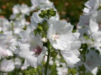 Moschus Malve &#8218;Alba&#8216;, Malva moschata &#8218;Alba&#8216;, Topfware