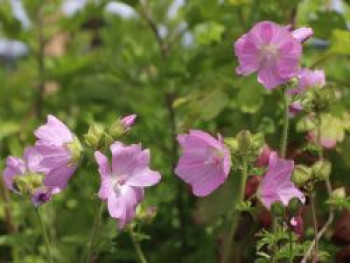 Moschus-Malve, Malva moschata, Topfware