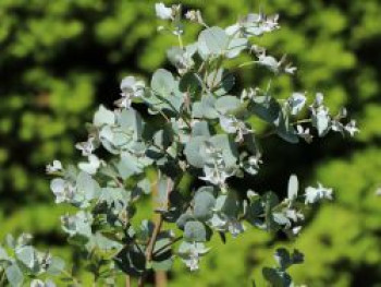 Mostgummi-Eukalyptus &#8218;Azura&#8216;, 20-30 cm, Eucalyptus gunnii &#8218;Azura&#8216;, Containerware