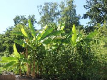 Kochbanane 'Dajiao', 30-40 cm, Musa 'Dajiao', Containerware