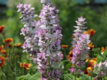 Muskateller Salbei, Salvia sclarea, Topfware