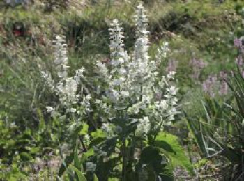 Muskateller Salbei &#8218;Vatican White&#8216;, Salvia sclarea var. turkestanica &#8218;Vatican White&#8216;, Topfware