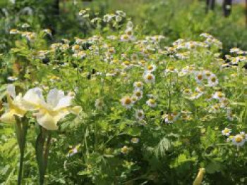 Mutterkraut, Tanacetum parthenium, Topfware