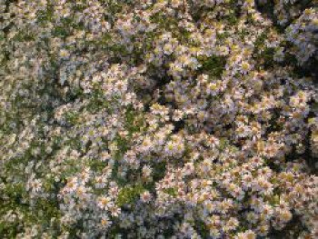 Myrten Aster &#8218;Erlkönig&#8216;, Aster ericoides &#8218;Erlkönig&#8216;, Topfware