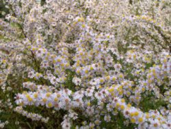 Myrten Aster, Aster ericoides, Topfware